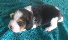 Martina Boy 1 Side 2 Weeks